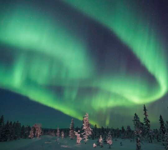 Aurora borealis over a snowy forest at night.