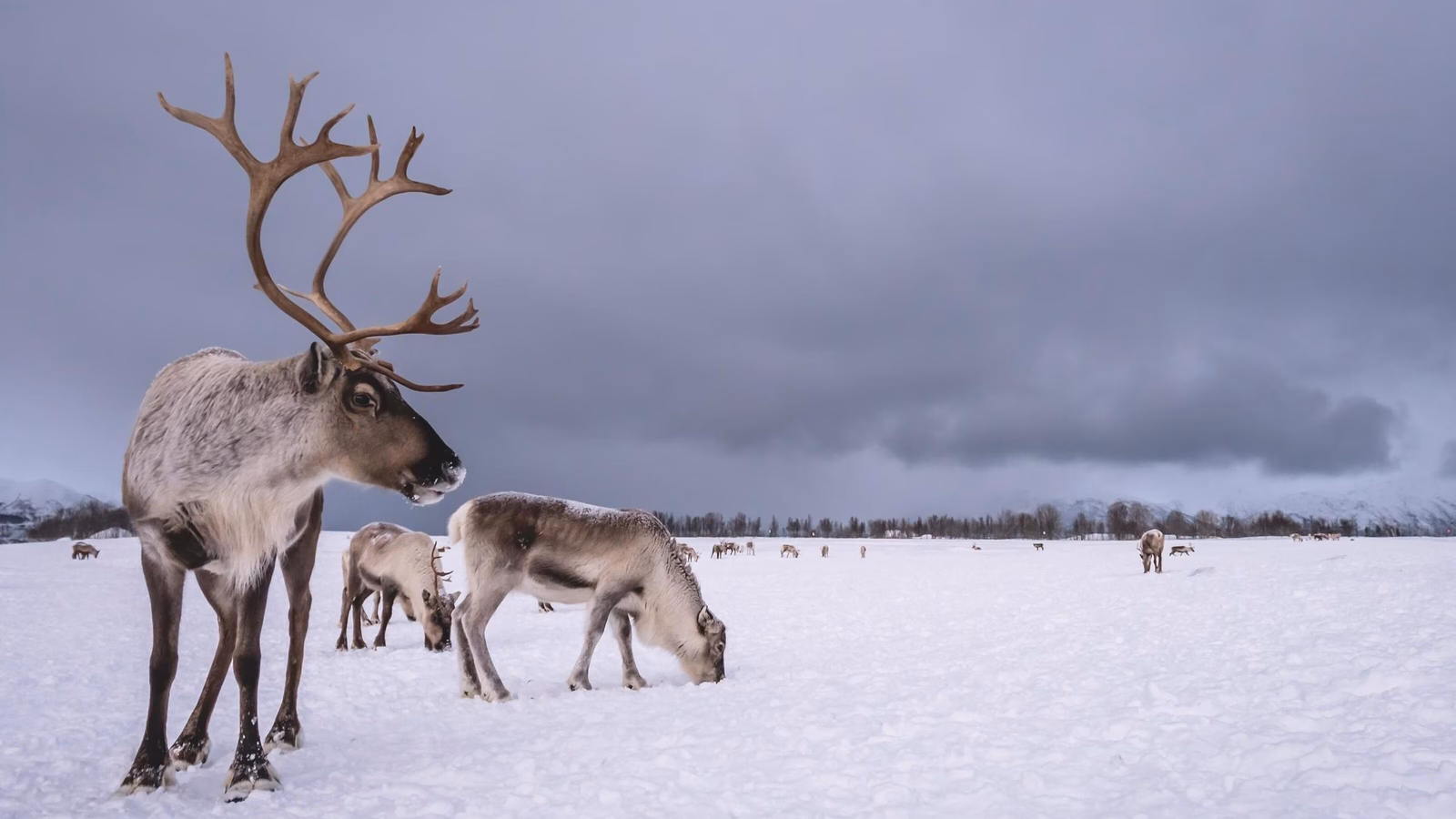 Portrait of a reindeer with massive antlers pulling sleigh in snow, Tromso region, Northern Norway