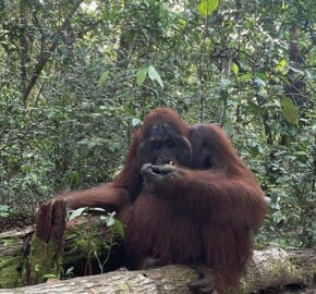 Orangutan sitting on a log in the forest, eating with its hand.