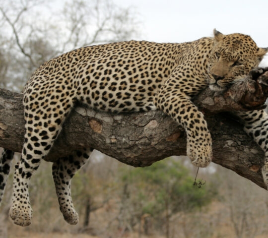 A leopard on a tree branch in Sabi Sands, South Africa