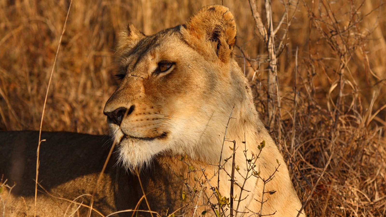 A lioness in Sabi Sands, South Africa