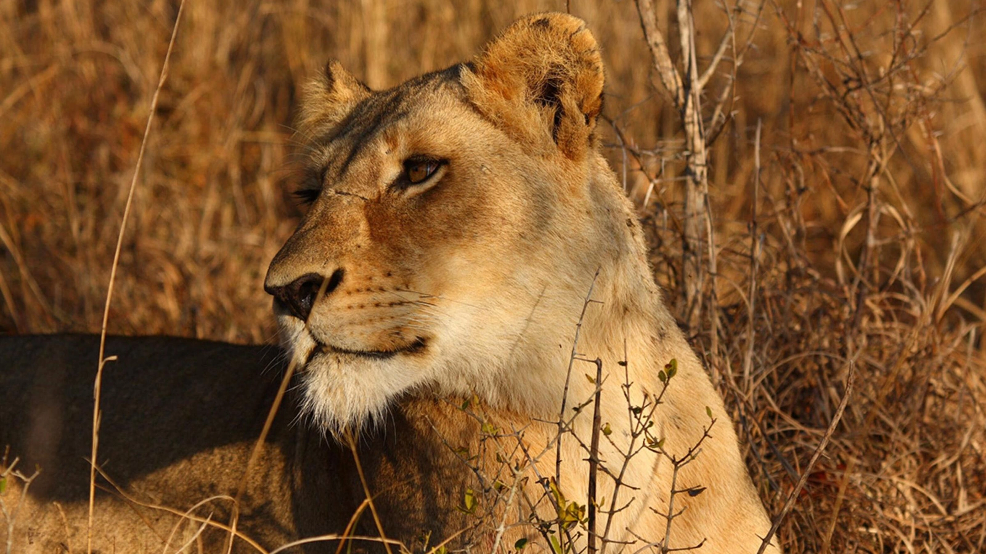 A lioness in Sabi Sands, South Africa