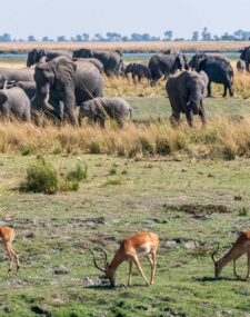 Ultra-luxe Zimbabwe and Botswana