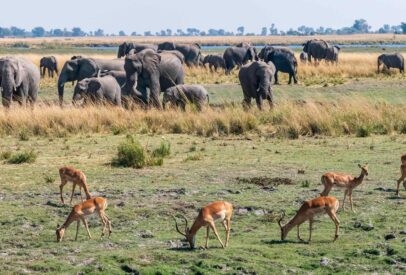 Ultra-luxe Zimbabwe and Botswana