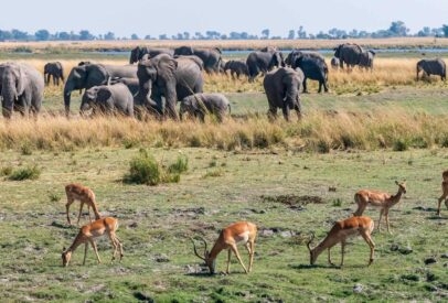 Ultra-luxe Zimbabwe and Botswana