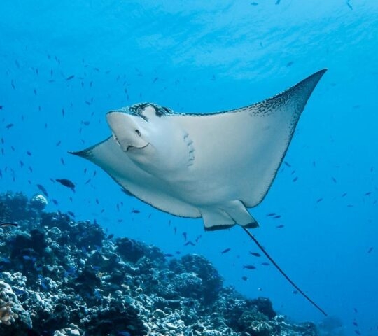 A manta ray swimming above a coral reef surrounded by small fish in clear blue water.