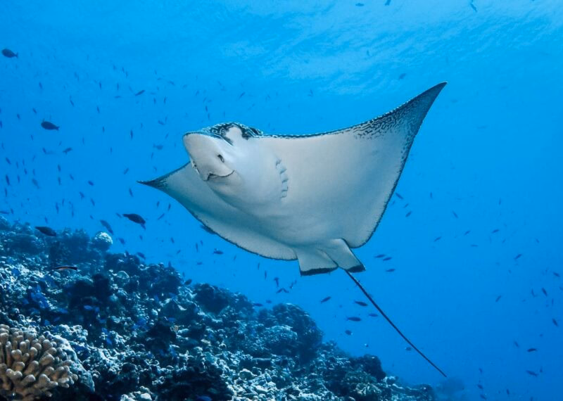A manta ray swimming above a coral reef surrounded by small fish in clear blue water.