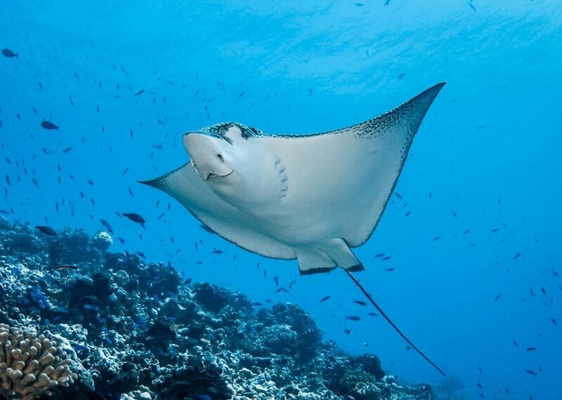 A manta ray swimming above a coral reef surrounded by small fish in clear blue water.