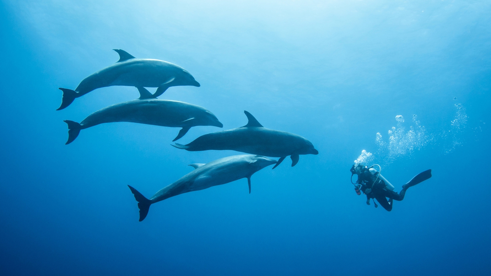 Bottlenose dolphins and scuba diver, French Polynesia