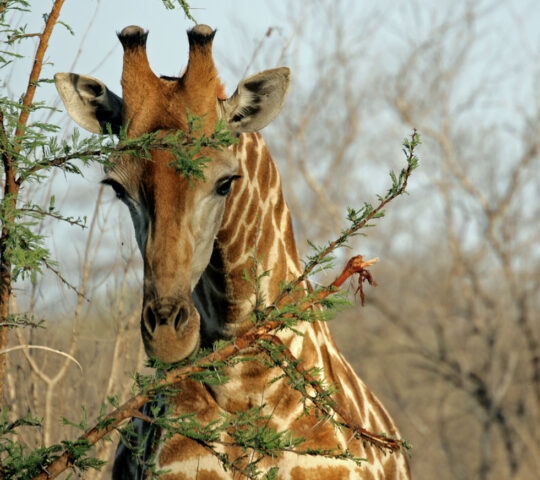 A giraffe peering through branches, with trees in the background.