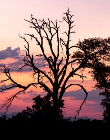 A Romantic Honeymoon to South Africa