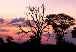 A Romantic Honeymoon to South Africa