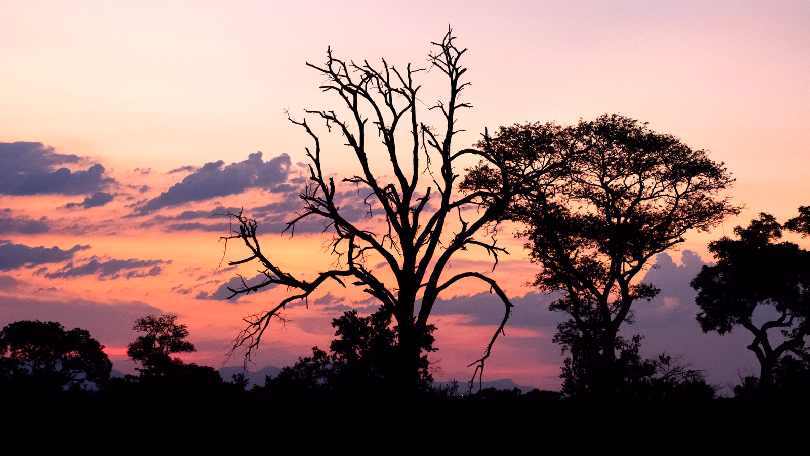 Stunning pink and orange sunset at Sabi Sands Game Reserve