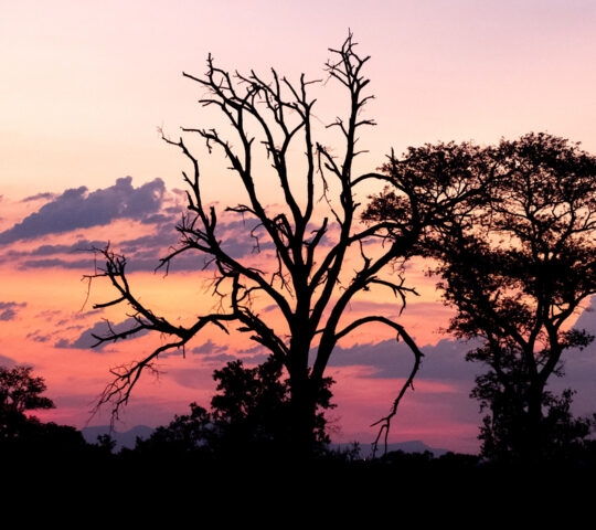 Stunning pink and orange sunset at Sabi Sands Game Reserve