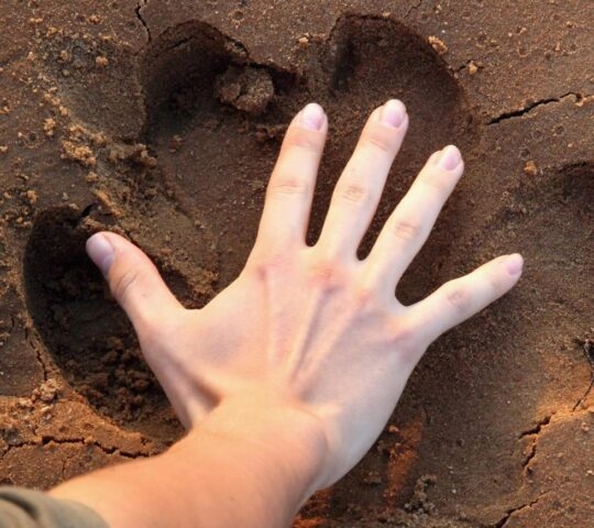 A human handprint in comparison to a hippo print found on walking safari