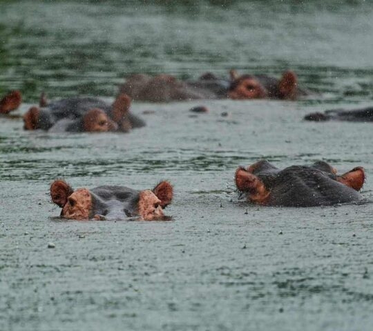 Hippos in the rain in the Zambezi River