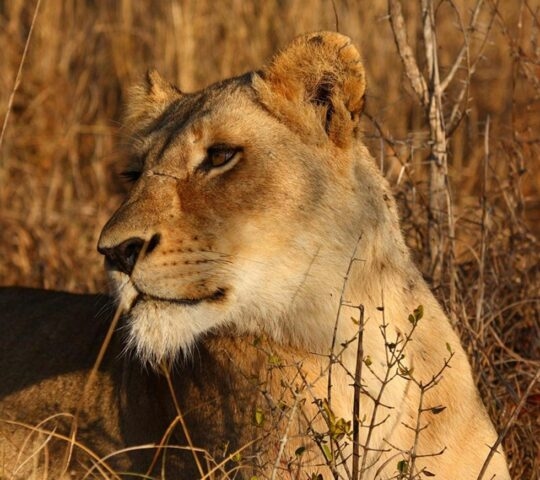 A lioness spotted among the grass on safari