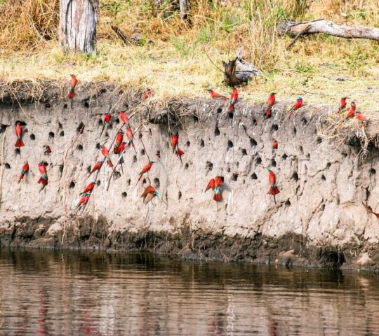 A colony of Carmine bee eaters on the banks of the Linyanti River