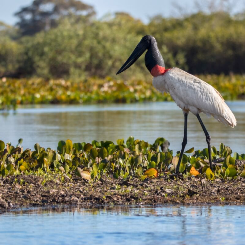 A Jabiru stork with a red neck band standing in a wetland area during luxury private Pantanal tours.
