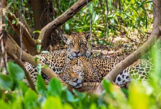 A blue-footed booby watches over its chicks, a group takes a leisurely boat trip in the Peruvian Amazon and a pair of jaguars rest in a Pantanal forest area.
