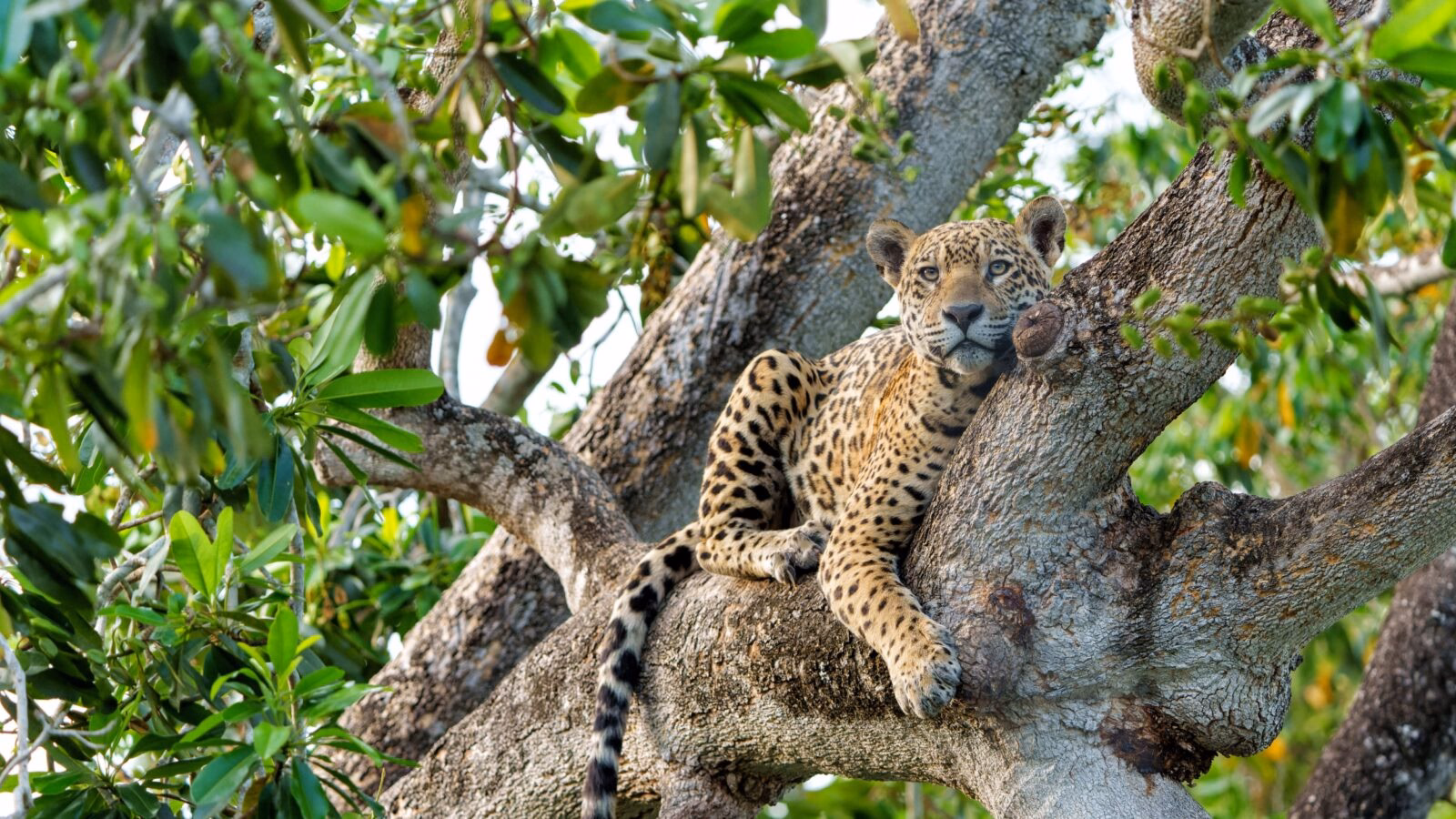 Jaguar resting on a thick tree branch surrounded by green leaves during luxury Pantanal trips.