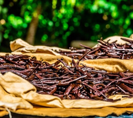 Dried vanilla pods spread out on a cloth with a green blurry background.