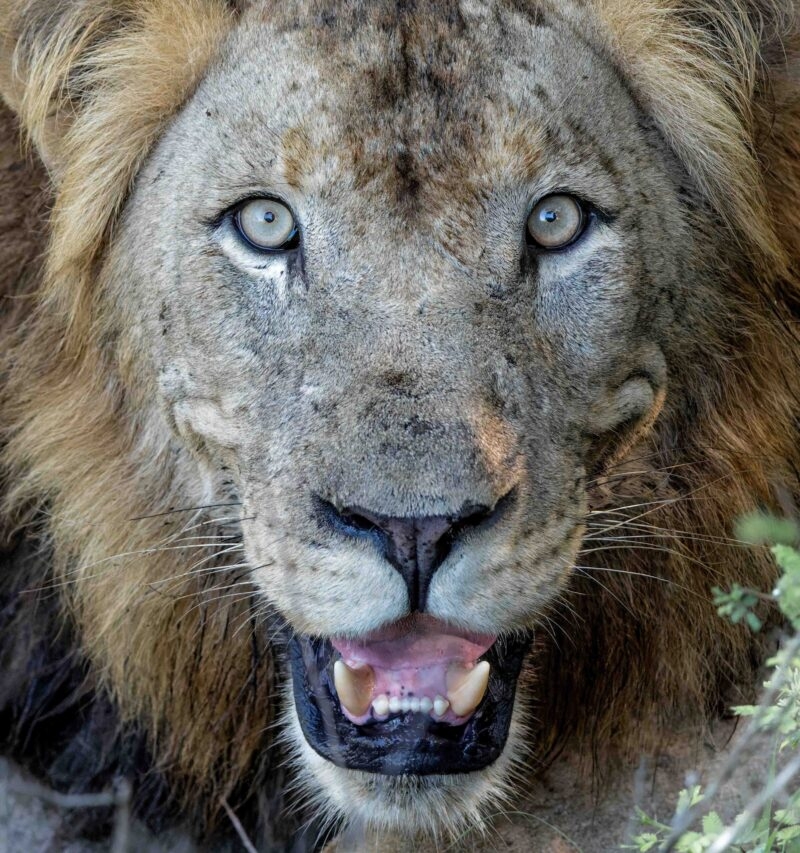 Portrait of a male lion in a Game reserve in Kwa Zulu Natal