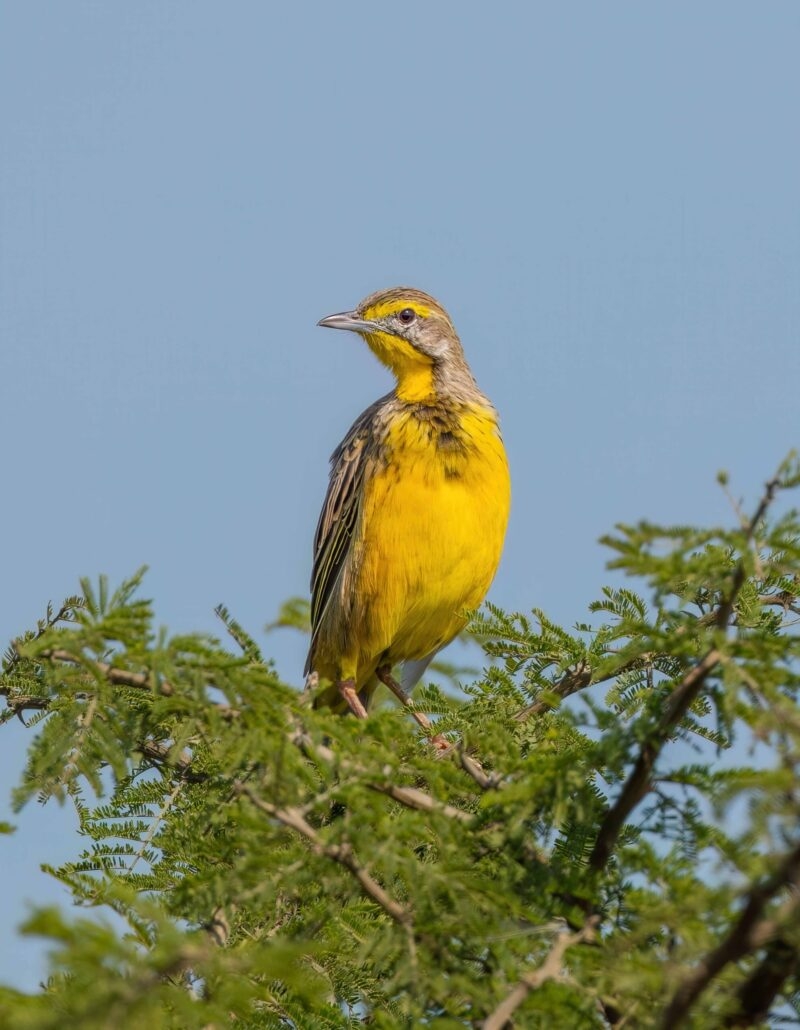 A beautiful Yellow throated longclaw bird in bright yellow perch