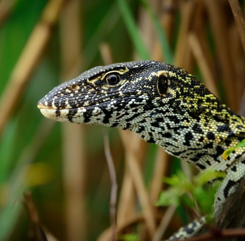 Water Monitor (Varanus nilotica). Kosi Bay. KwaZulu Natal. South Africa