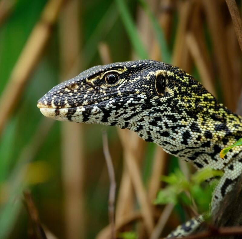 Water Monitor (Varanus nilotica). Kosi Bay. KwaZulu Natal. South Africa