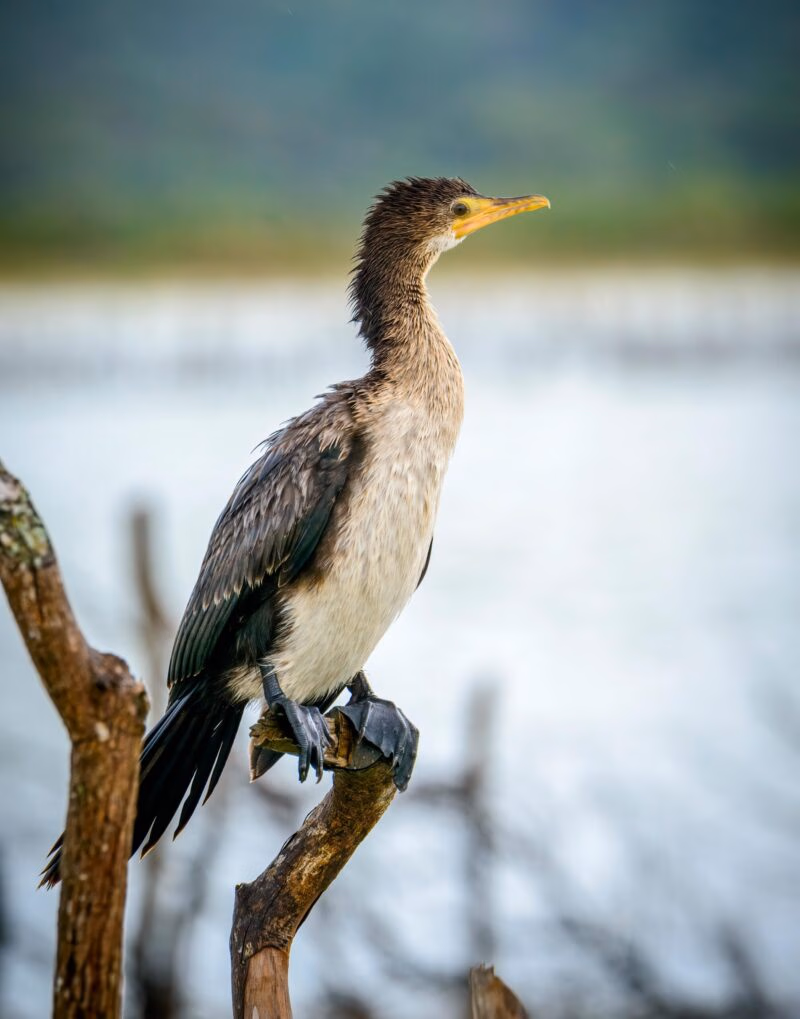 Immature Reed or Long-tailed Cormorant (Microcarbo africanus), Kosi Bay. KwaZulu Natal. South Africa