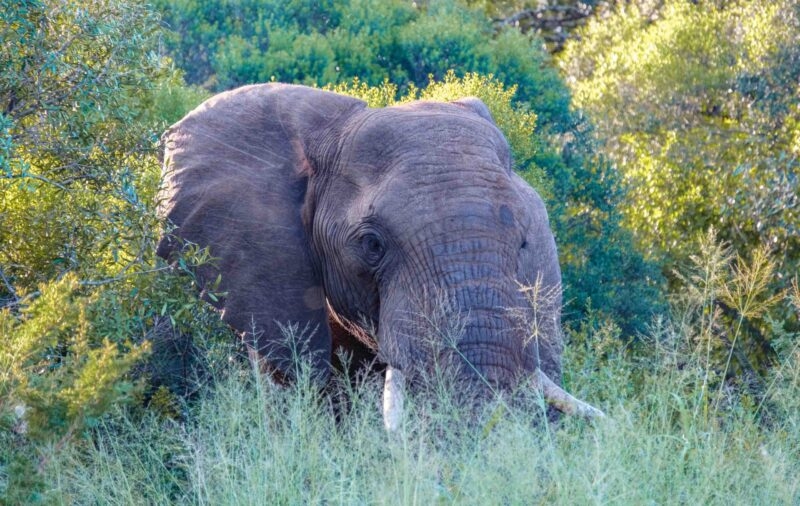 The elephant in the bush during sunset in South Africa Thanda Game reserve Kwazulu Natal. savannah bush with Elephant