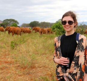 A person standing in front of a herd of elephants in a grassy savanna.