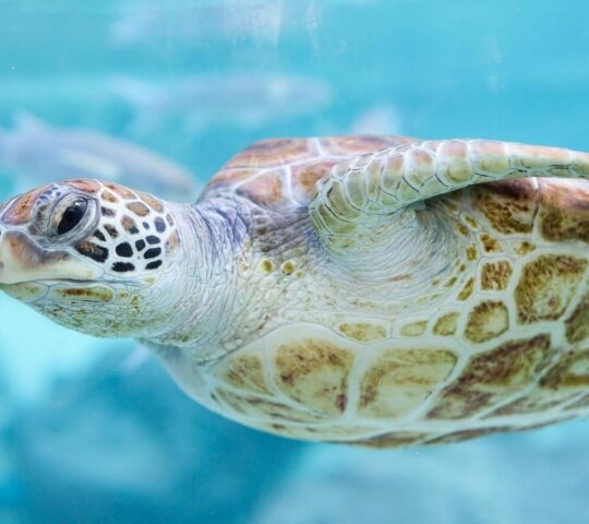 Green turtle (Chelonia mydas), Bora Bora