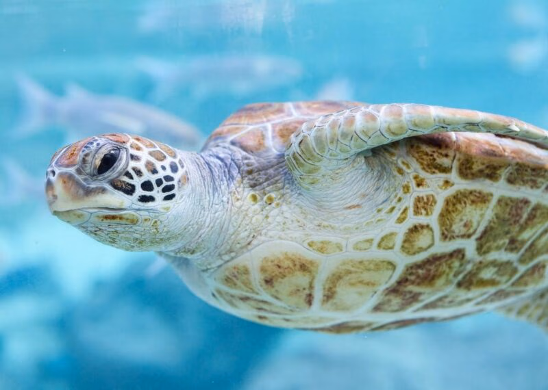 Green turtle (Chelonia mydas), Bora Bora