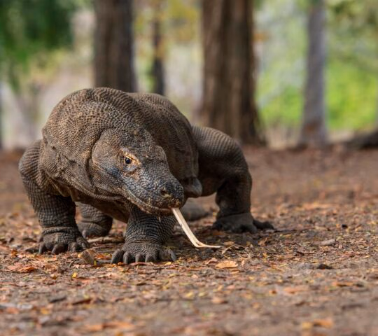 Wildlife shot of a Komodo Dragon (Varanus komodoensis)