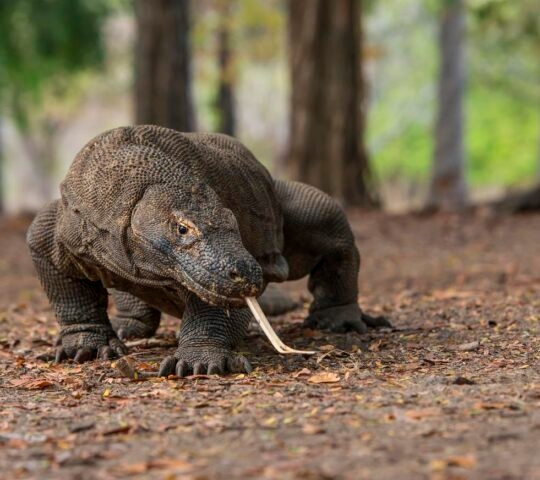 Wildlife shot of a Komodo Dragon (Varanus komodoensis)