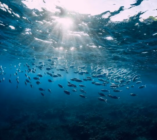 Underwater view with school fish in ocean. Sea life in transparent water