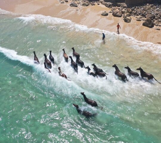 Horses in water in Sumba Indonesia