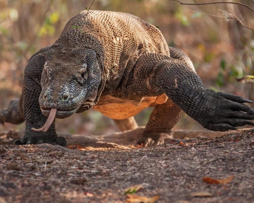 A Komodo dragon with its tongue out walking through a forest.