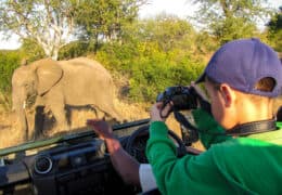 A Malaria-Free Family Wildlife Exploration to South Africa