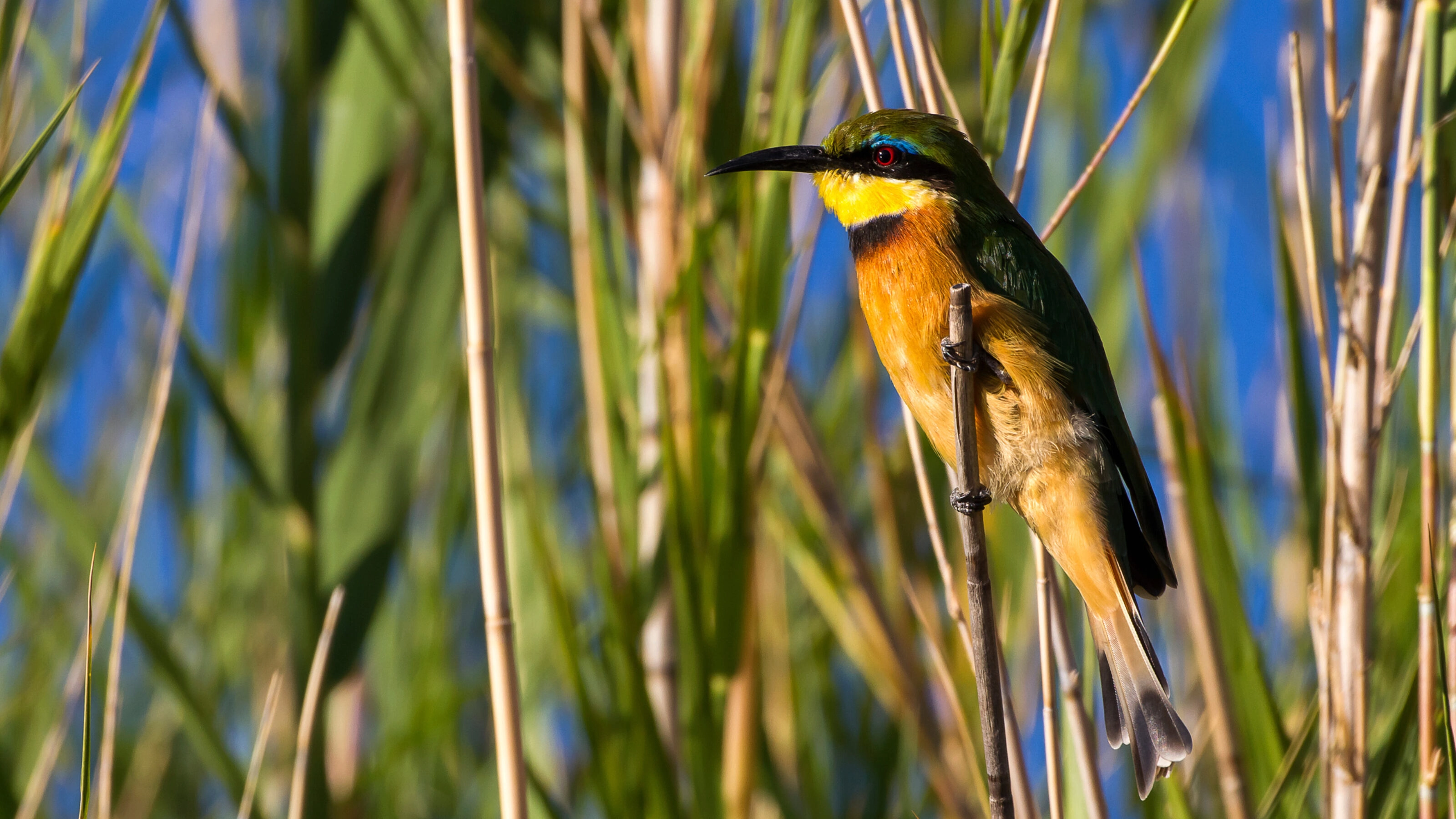 Little Bee-eater (Merops pusillus) in the reeds along the Matlab