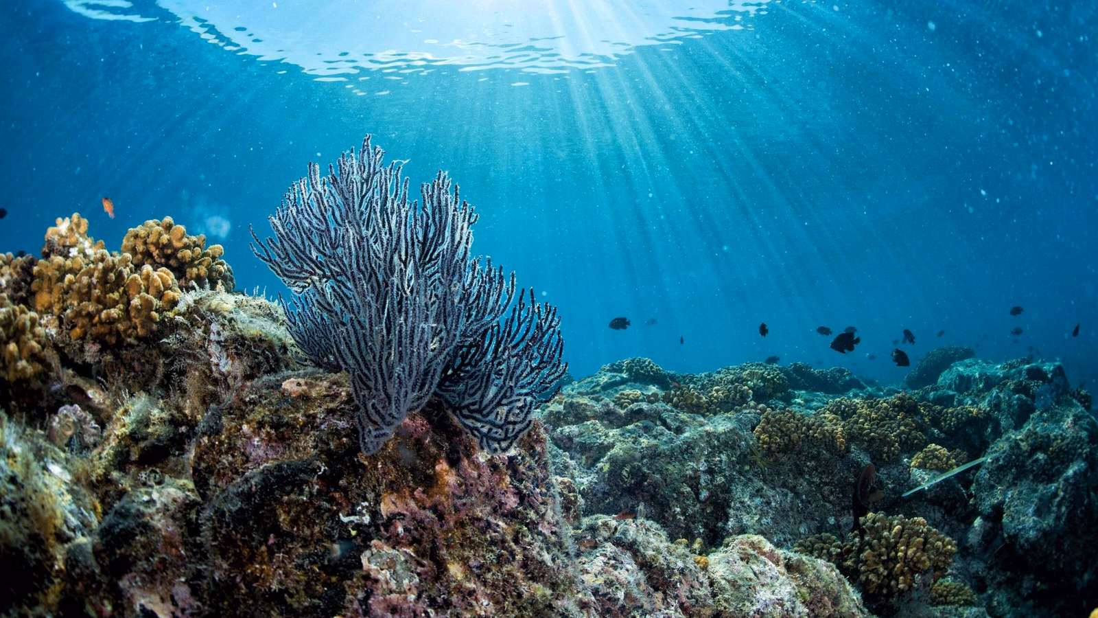 A colourful reef seen while snorkelling in Indonesia