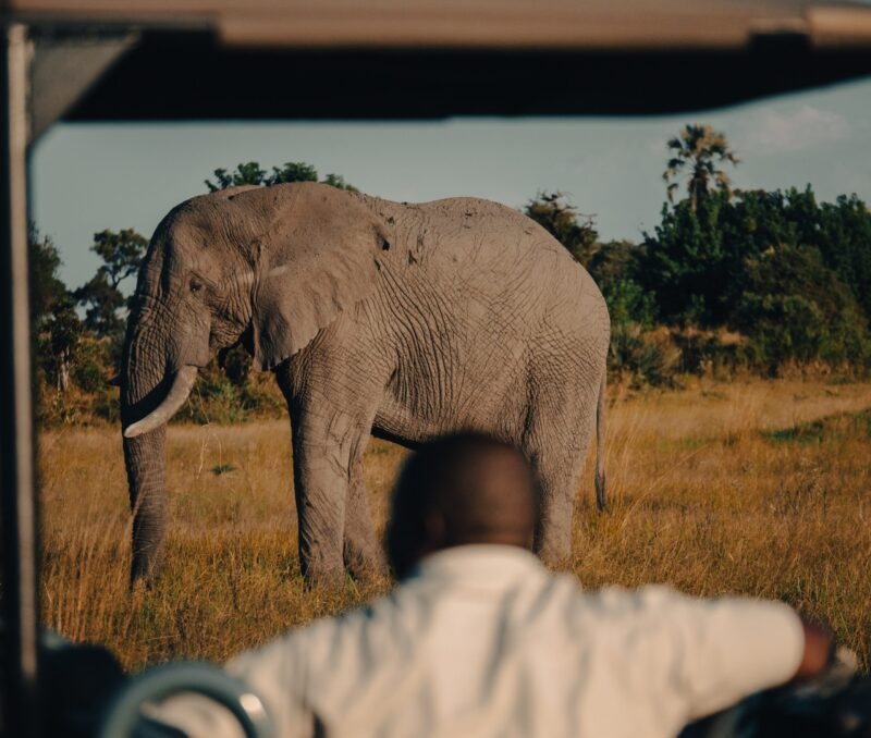 An elephant viewed from behind a safari vehicle with a person in the foreground.