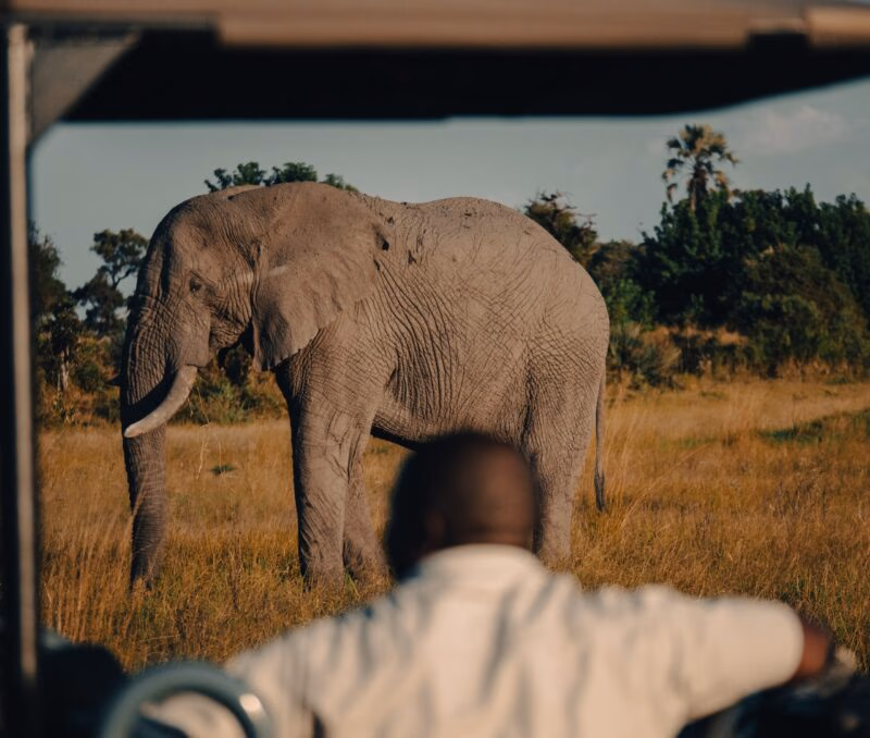 An elephant viewed from behind a safari vehicle with a person in the foreground.