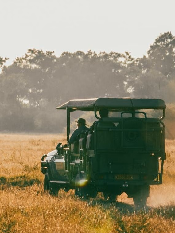 A safari vehicle with a driver travels through a grassy field at dusk.