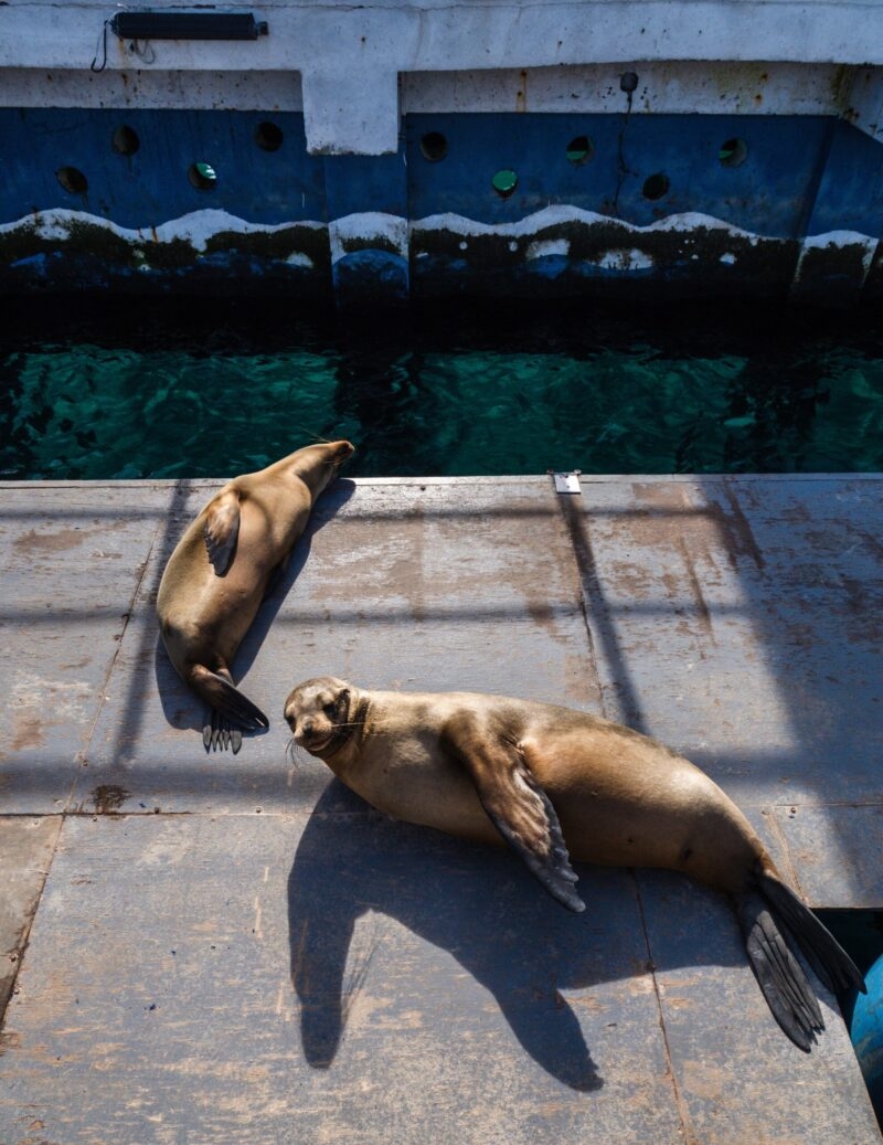 Two sea lions basking on a sunlit dock beside turquoise water.