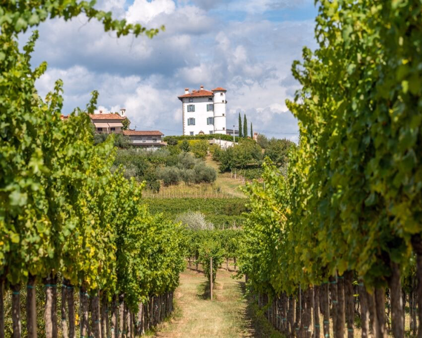 View through rows of vineyards on the Village of Ceglo, also Zegla in famous Slovenian wine growing region Goriska Brda, olive trees below rustic villa, lit by sun, village on top of hill with villa Gredic and beautiful cloudscape in the sky