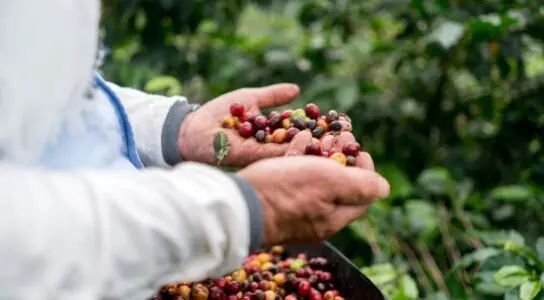 Visit Karunguru Coffee Estate preview image