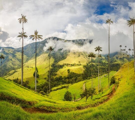 Rolling green hills dotted with tall palm trees under a cloudy sky.